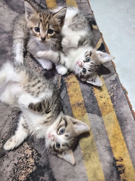 Отдам котят в добрые руки