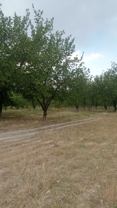 Катта катта субхонни ўрик таналари ўтинга сотилади