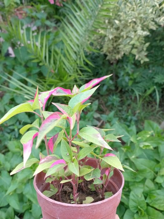 Альтернантера фикоидеа (Alternanthera ficoidea) — 10 см