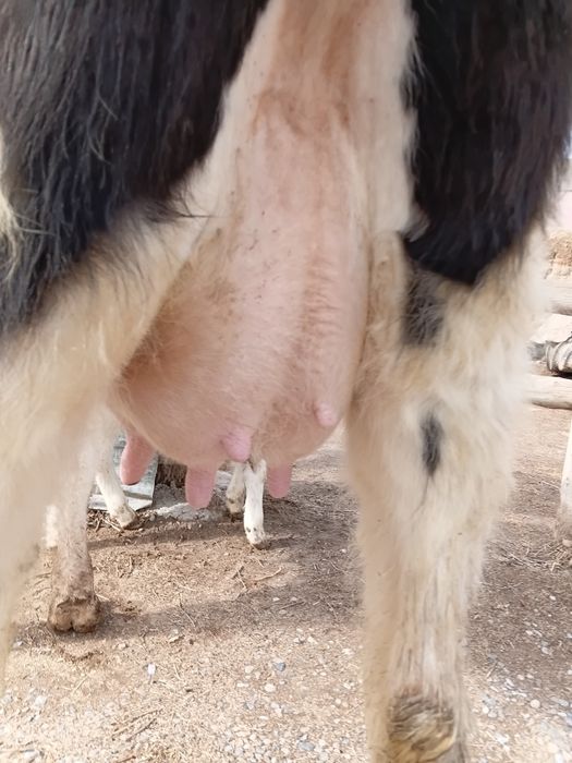 Бұзаулы сиыр сатылады