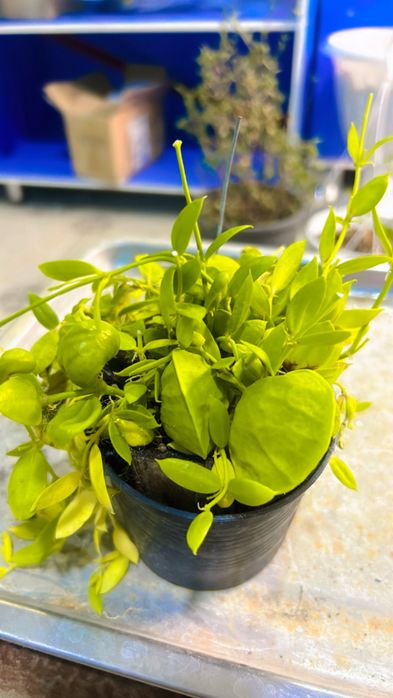 диcхидия xиpcутa Sp.Indonesia