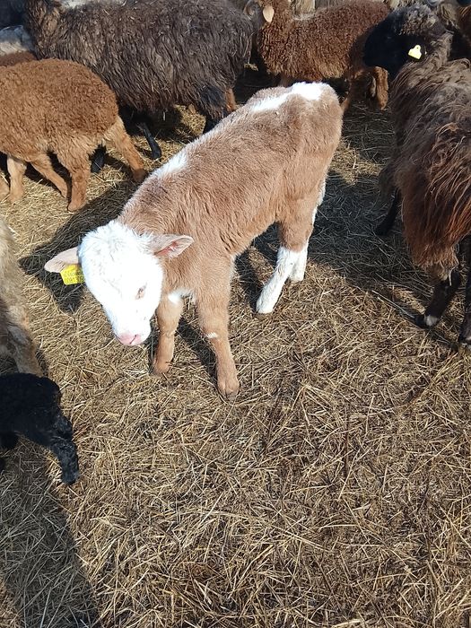 Продам тёлочки ,