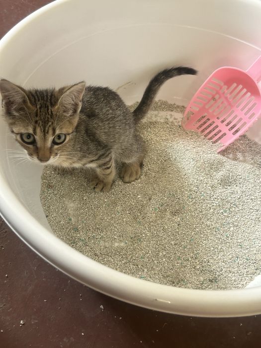 Малко коте търси дом