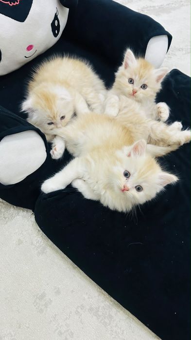 котята рыжие мальчики