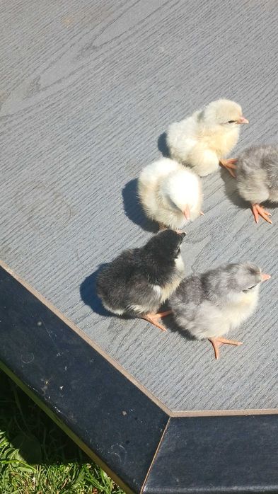 Puișorii de gaina italiană