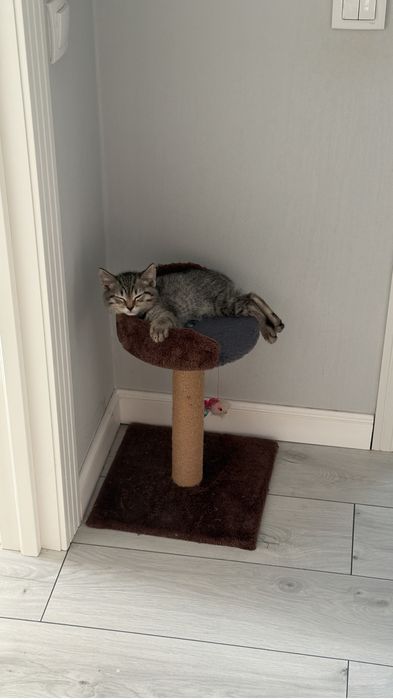 Продам котенка, девочка