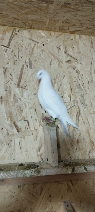 Голуби молодняк на продажу