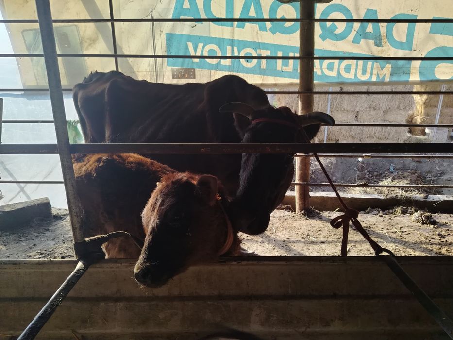 Ona bola sigir sotiladi.