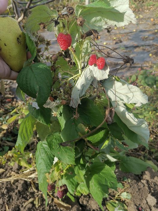 Butasi de zmeură 2lei firu