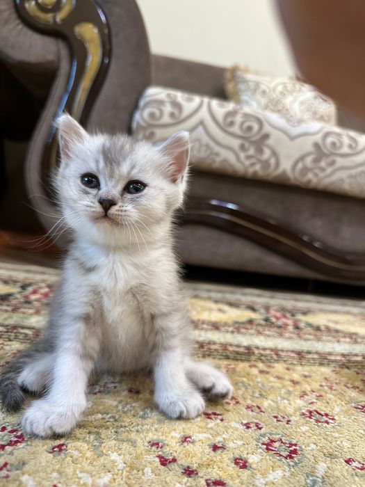 Продам породистых котят