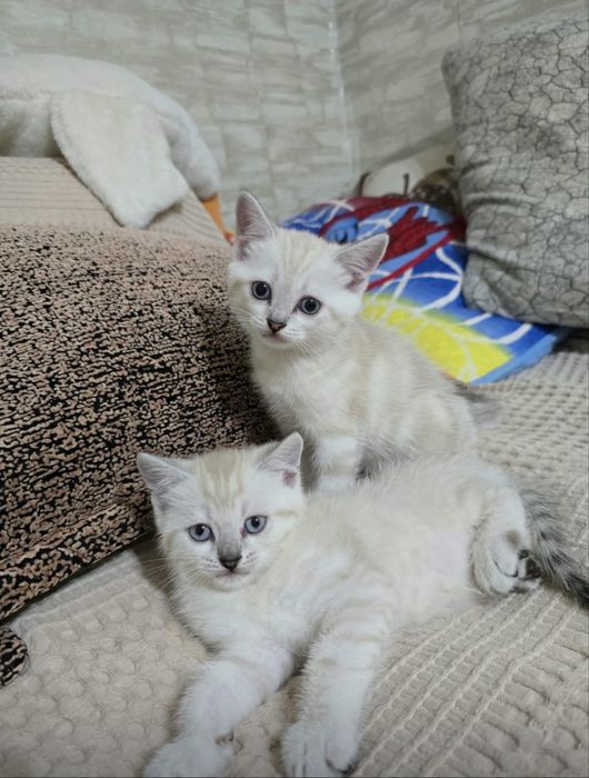 Шотландские котята (родители с самары)