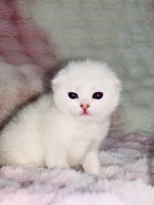 На продаже котятки скоттиш фолд