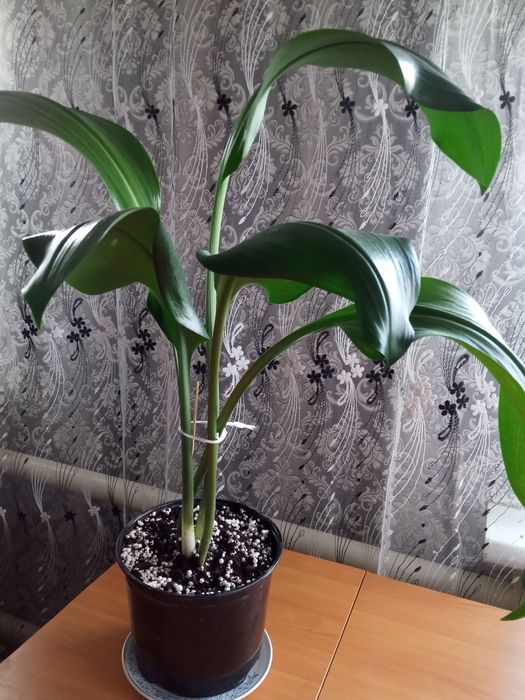 Эухарис комнатный белый