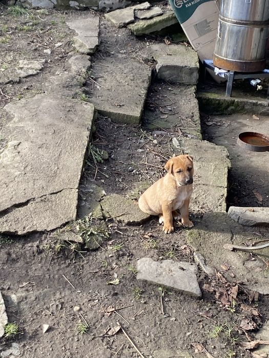 Подарявам кученца