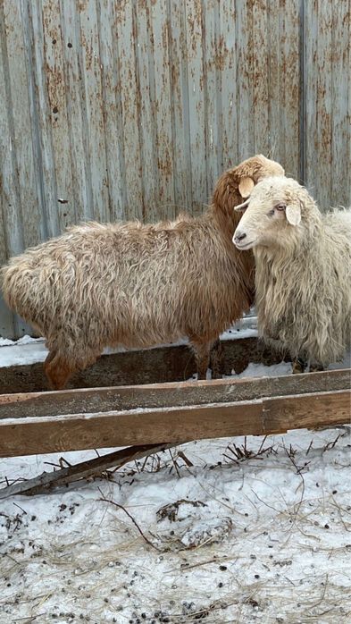 Продам овец цена 85 тысяч