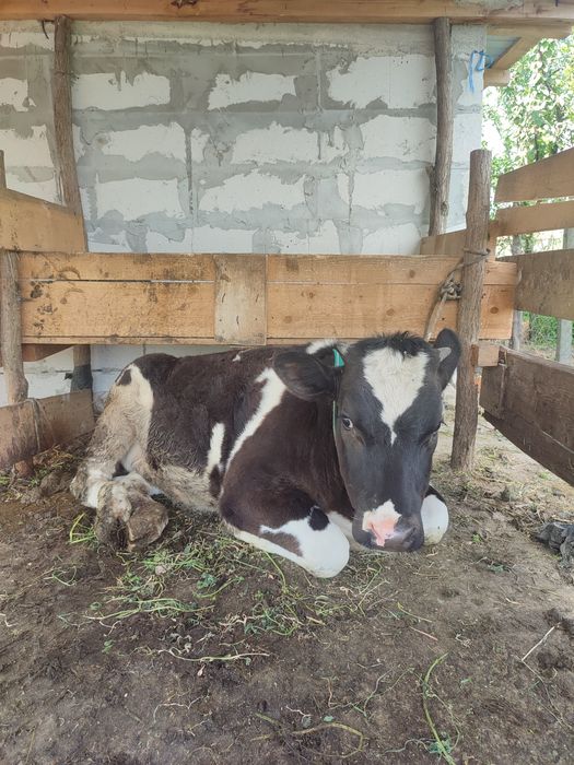 Vând vițică 6 luni !