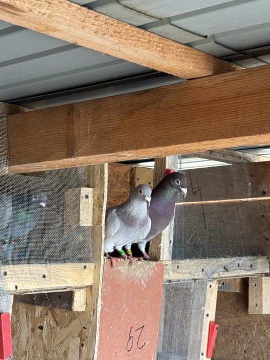 Vand porumbei voiajori