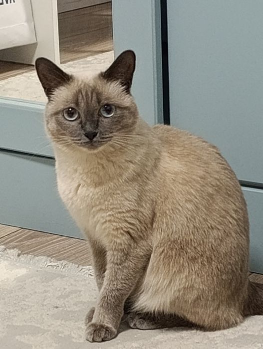 отдам сиамскую кошку!