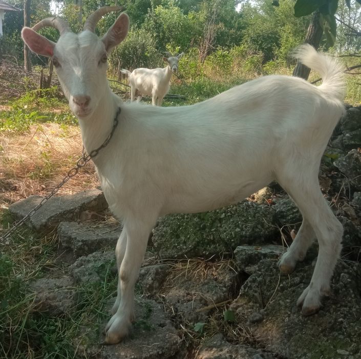 Vând iadă sannen în vârstă de 1 an