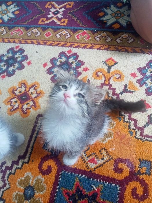 Mushuk uy mushugi toza latok biladi aqilli oʻyinqatoq mushuk bollari