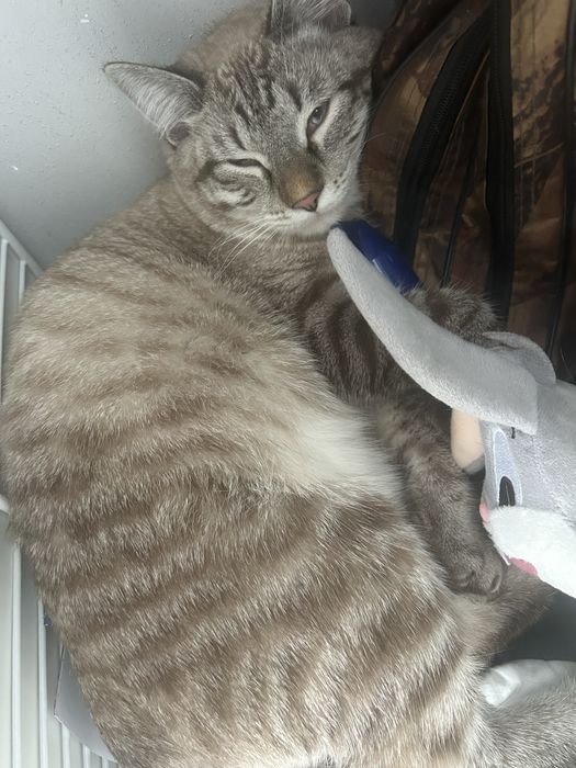 Отдам кота в добрые руки