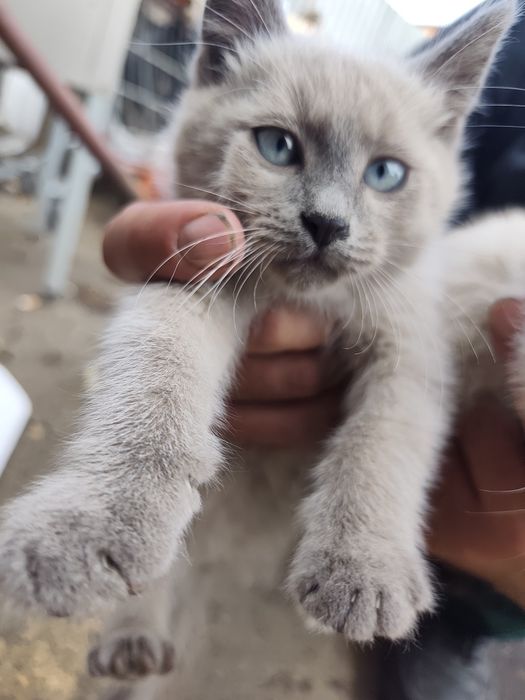 Отдам котят в хорошие руки