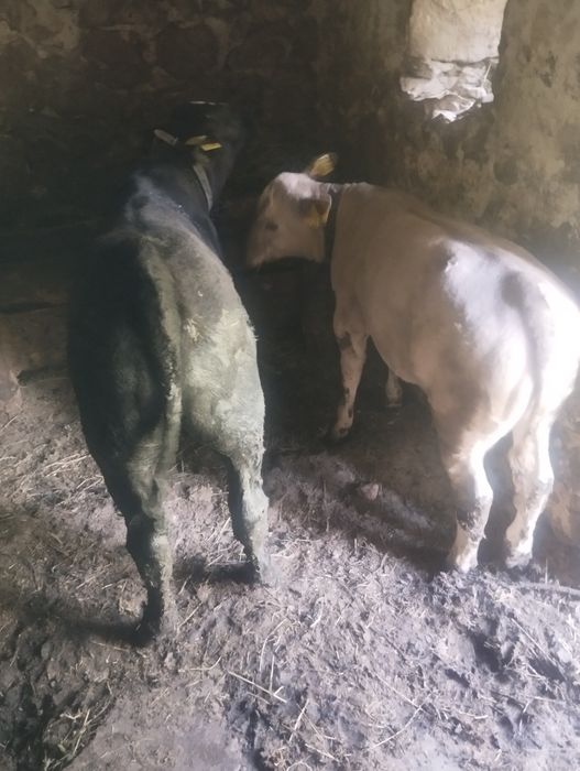 Doi vitei de vanzare