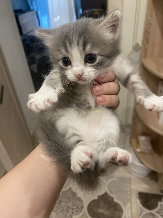 Кошечка, в хорошие добрые руки.