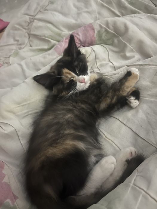 Котята девочки бесплатно