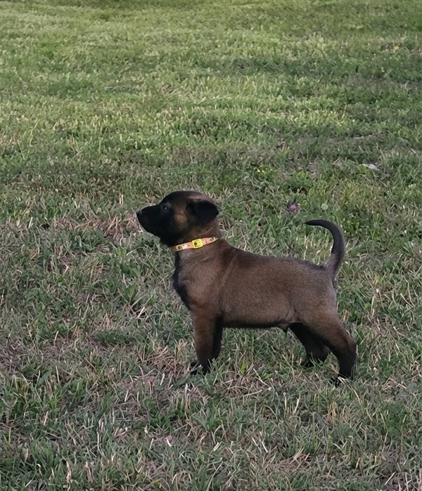 Ciobănesc belgian malinois mascul