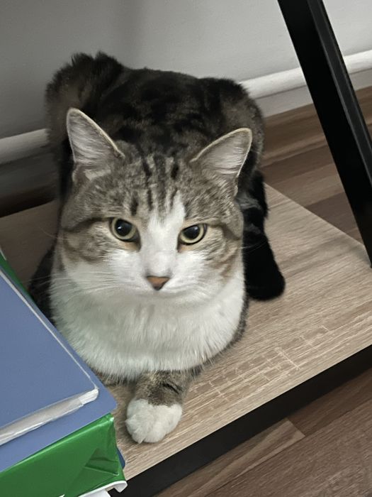 Отдам в добрые руки кота