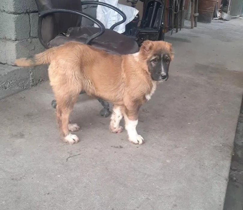 Продается щенок САО девочка