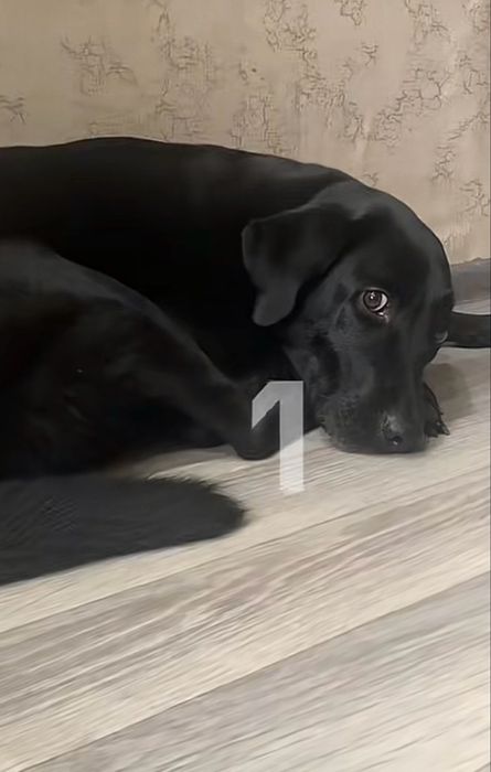 Отдам лабрадора в добрые руки