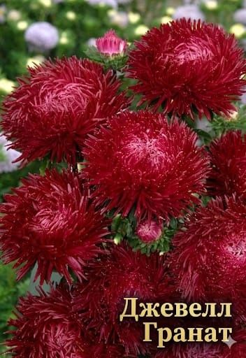 Предзаказ: Рассада астр — На май