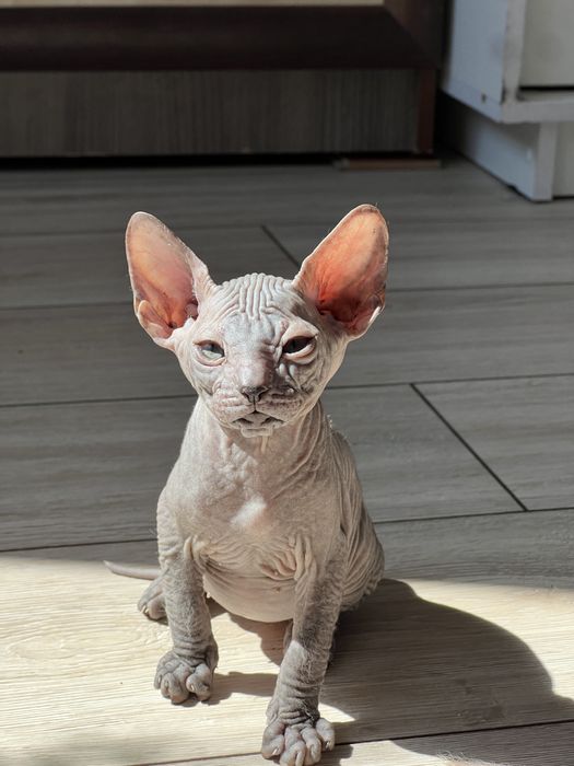Продаются котята канадского сфинкса