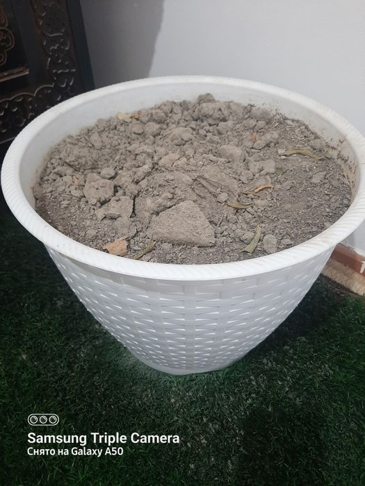 Гул туваклар сотилади