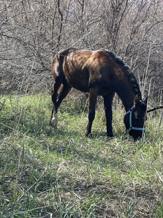 Құнан сатылады  жуас