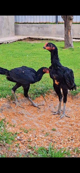 ганой  100% 3 месяца