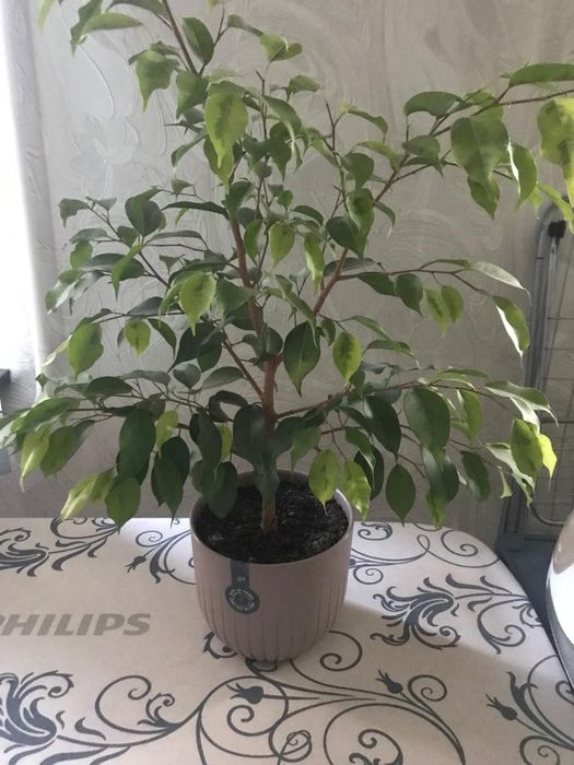 Фикус Бенджамина