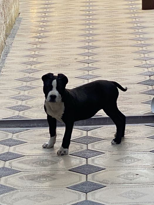 Питбуль pit bull күшік 2 айлық