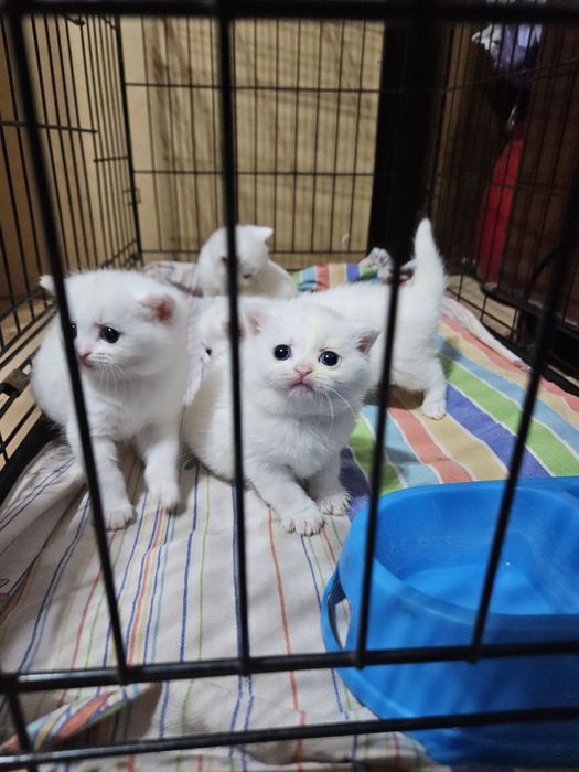Продаются породистые котята