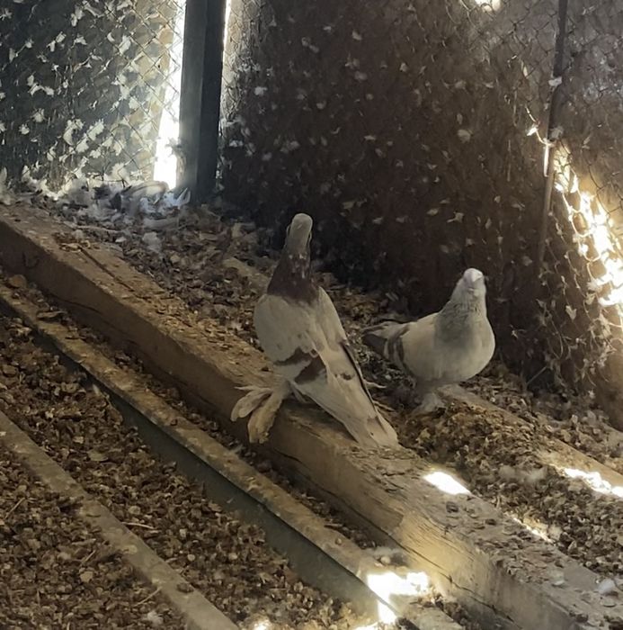 Молодой голубь сирень