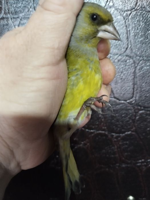 Продам певчих диких птиц