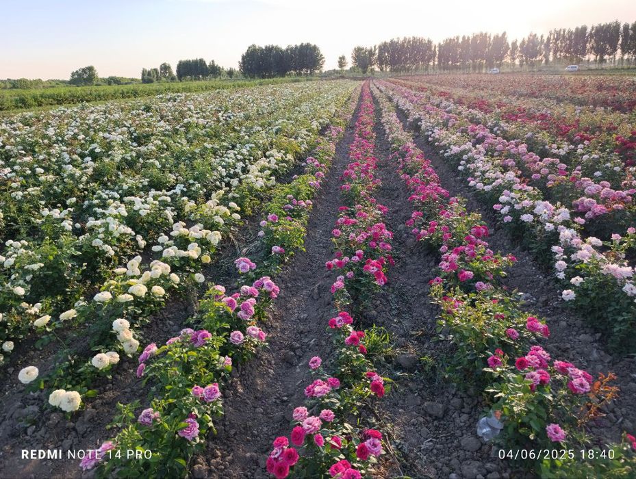 Atirgul sotiladi45 hil so'rti bor