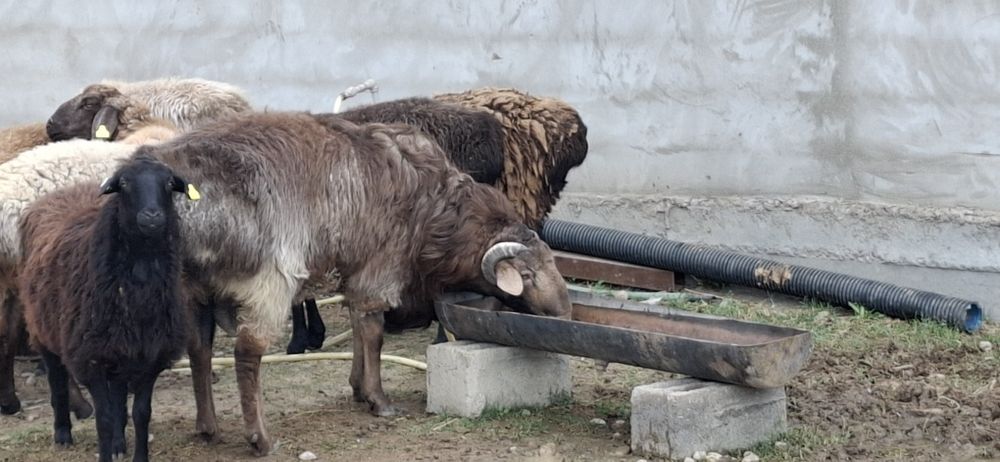 Қошқар сатылады 1 жасар