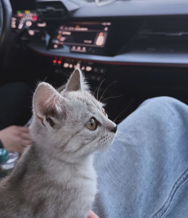 Котенок отдам в добрые руки