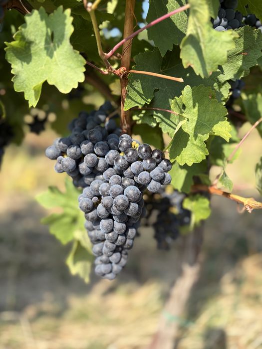 Struguri de vin