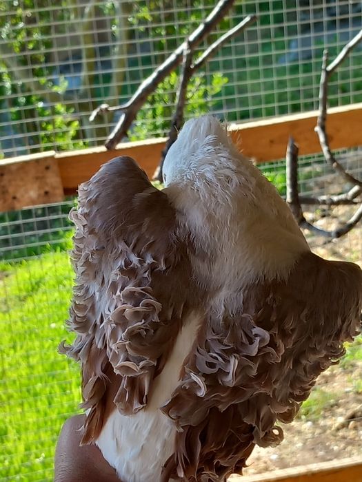 Продават се къдрави гълъби ,гр.Враца