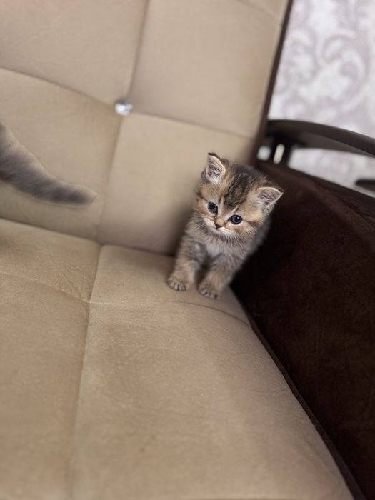 Золотая шиншила продается срочно N11