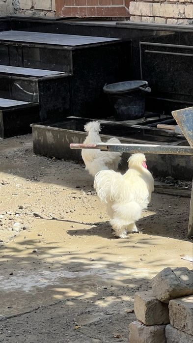 Хуроз  сотилади 2